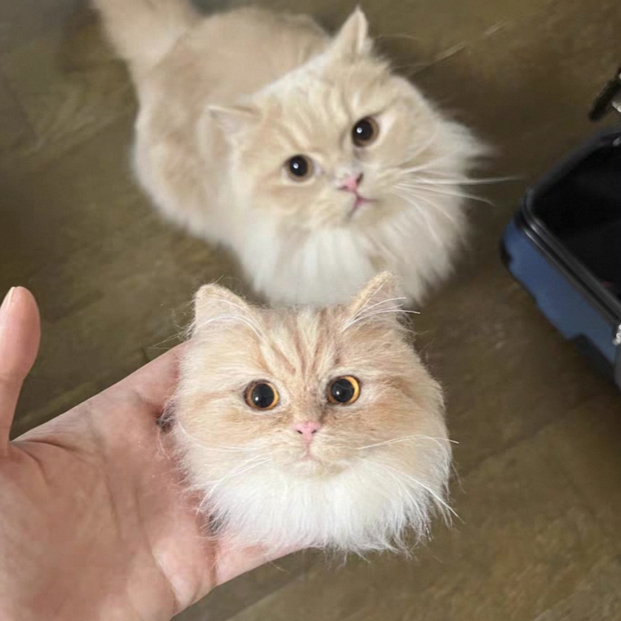 微信图片_20251113111248_58_2